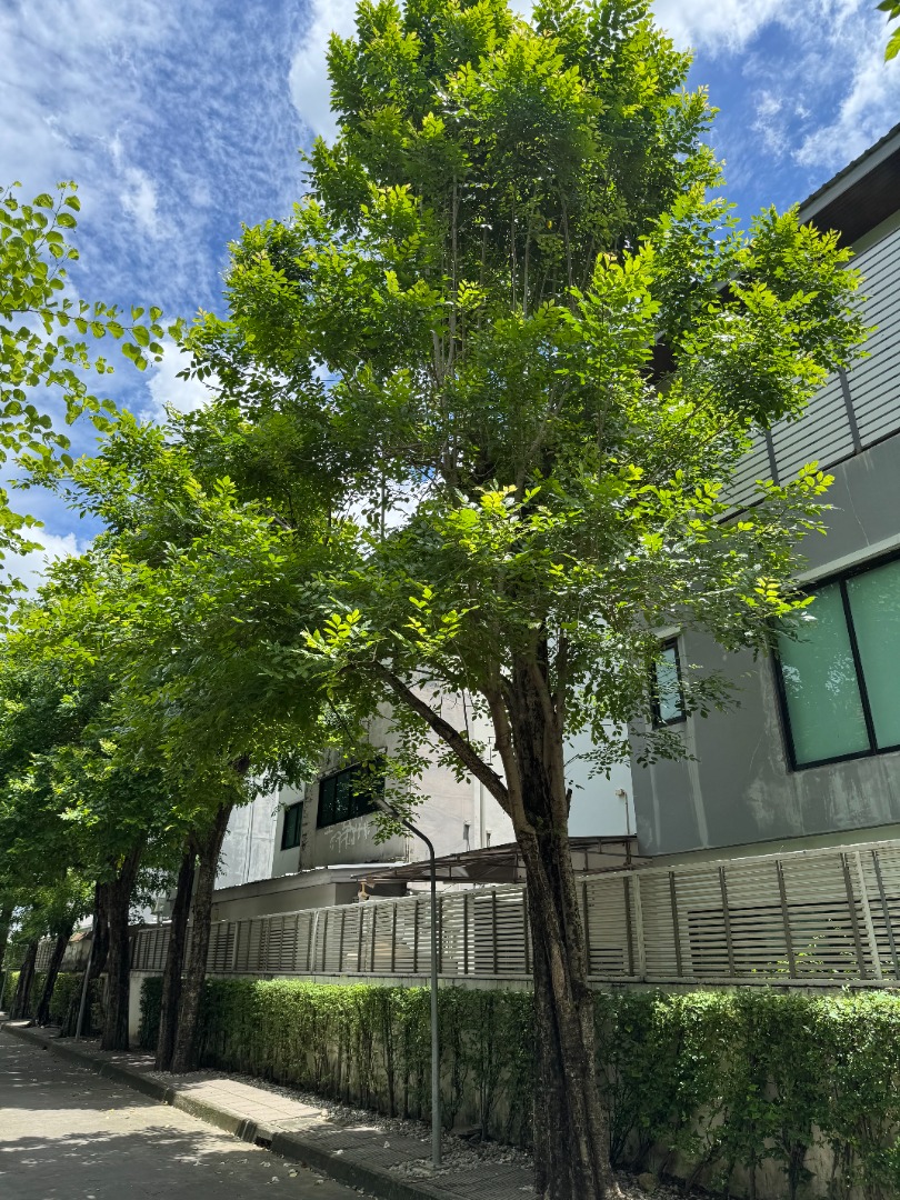 (HL) Nirvana Beyond บ้านเดี่ยว3ชั้น ราคาดี พร้อมเข้าอยู่