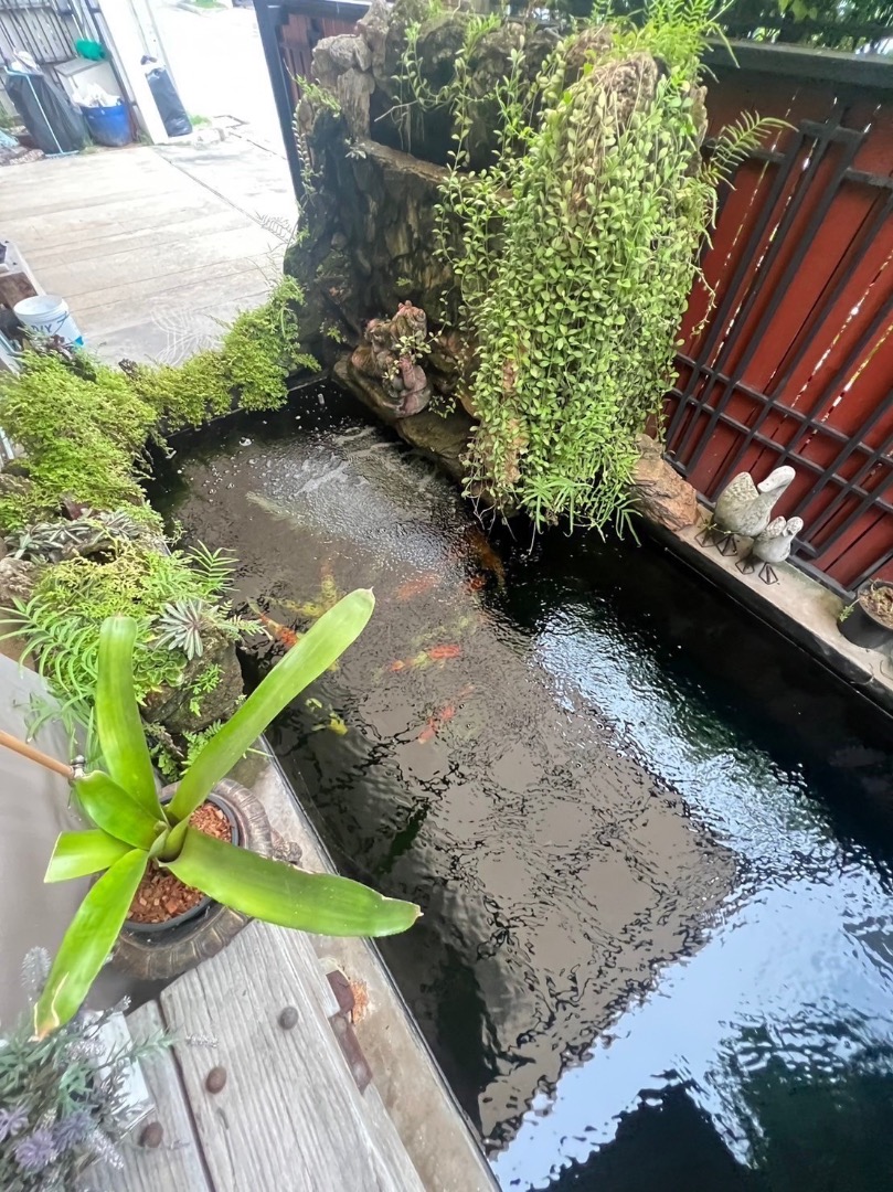 (HL)🏡 บุราสิริ งามวงศ์วาน-ประชาชื่น | บ้านหลังใหญ่ 350 ตร.ม. ใกล้ทางด่วนศรีรัชเดินทางสะดวก ขายเพียง 9.9 ล้าน เท่านั้น🔥
